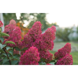 Hortenzia metlinatá (Hydrangea paniculata) ´WIM´S RED´® - výška 160-180 cm, kont. C5L - NA KMIENKU 